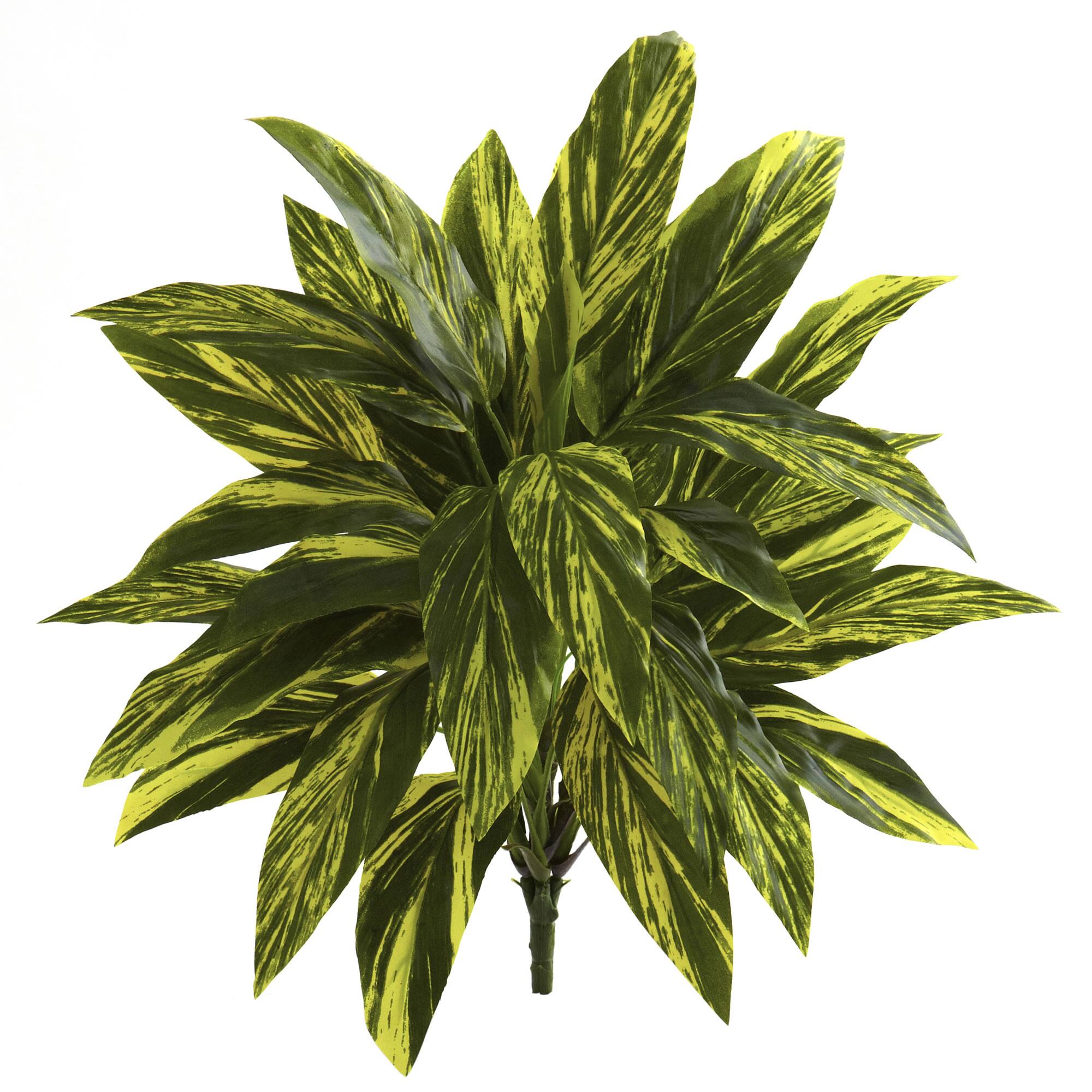 Green Spiderwort Bush, 6ct.